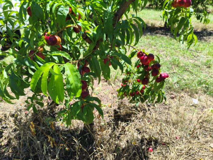 Canoelands Orchard Reviews