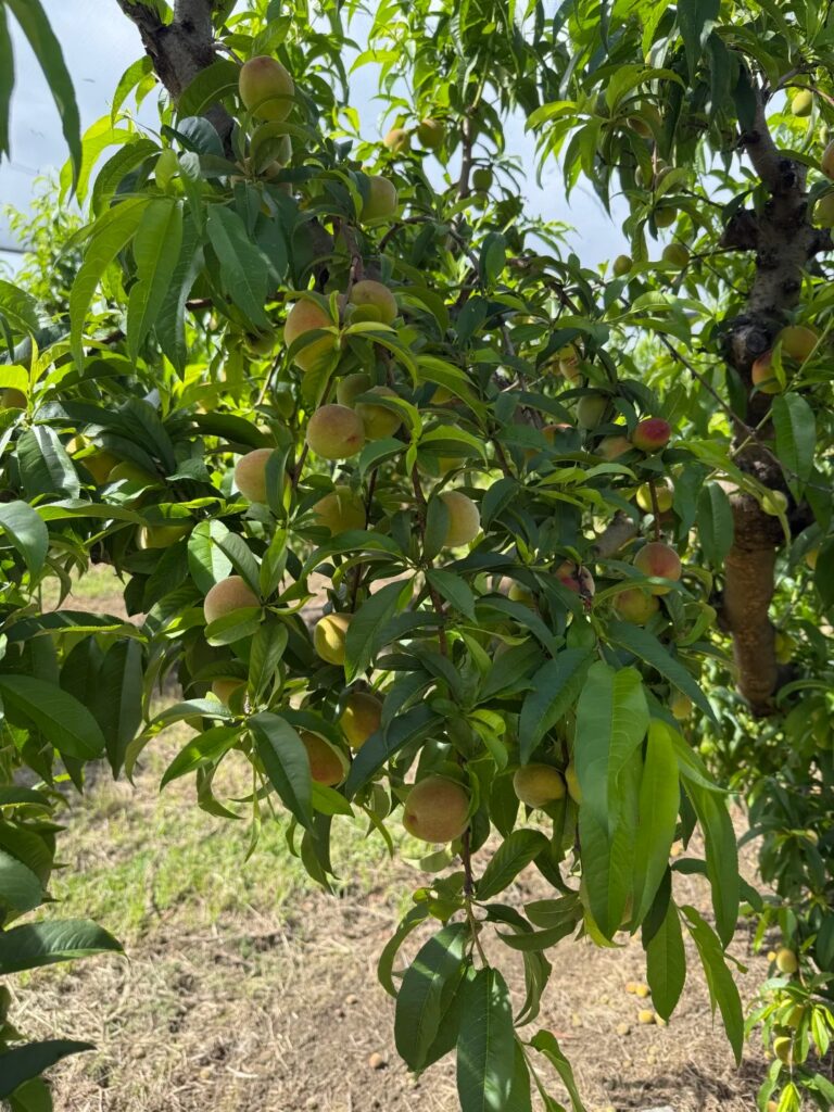 Canoelands Orchard Reviews