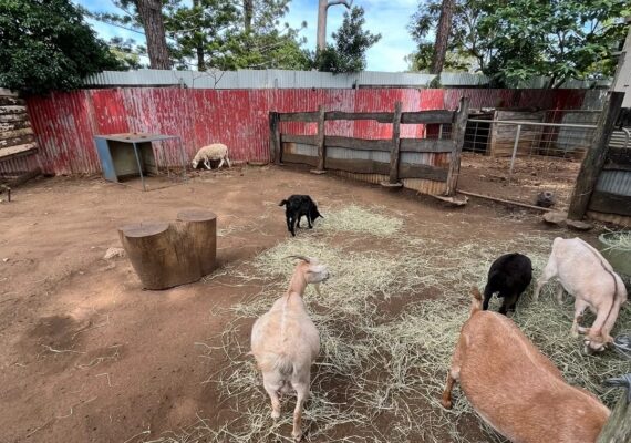 Capalaba Produce Review - The Petting Zoo Hidden in a Brisbane Produce Store