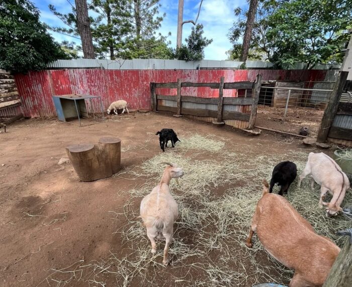Capalaba Produce Review - The Petting Zoo Hidden in a Brisbane Produce Store