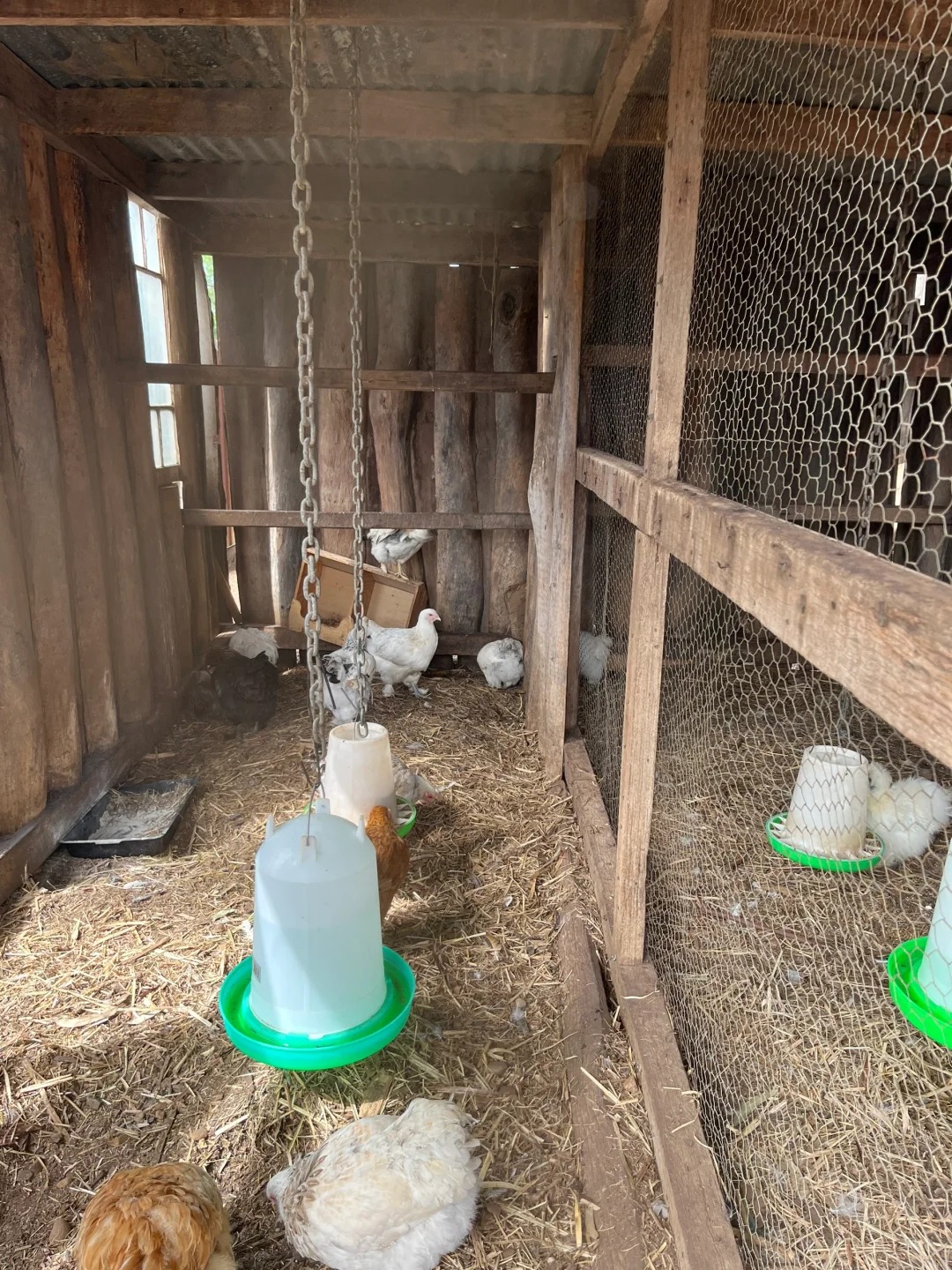 Capalaba Produce Review - The Petting Zoo Hidden in a Brisbane Produce Store