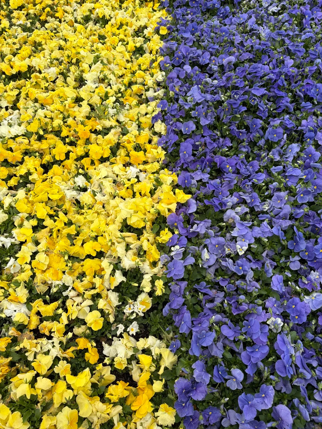 Floriade Canberra 2026 Review - Feast of Flowers and NightFest