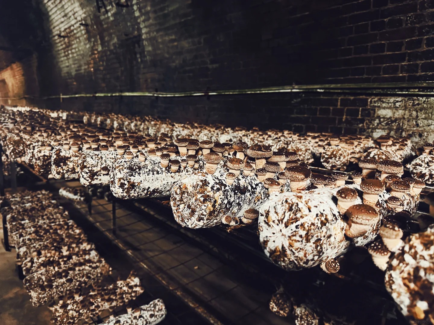 Mittagong Mushroom Tunnel Tour Reviews