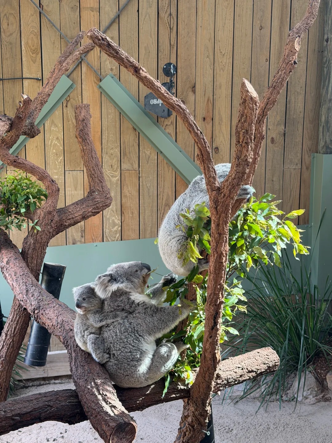 Symbio Wildlife Park Reviews