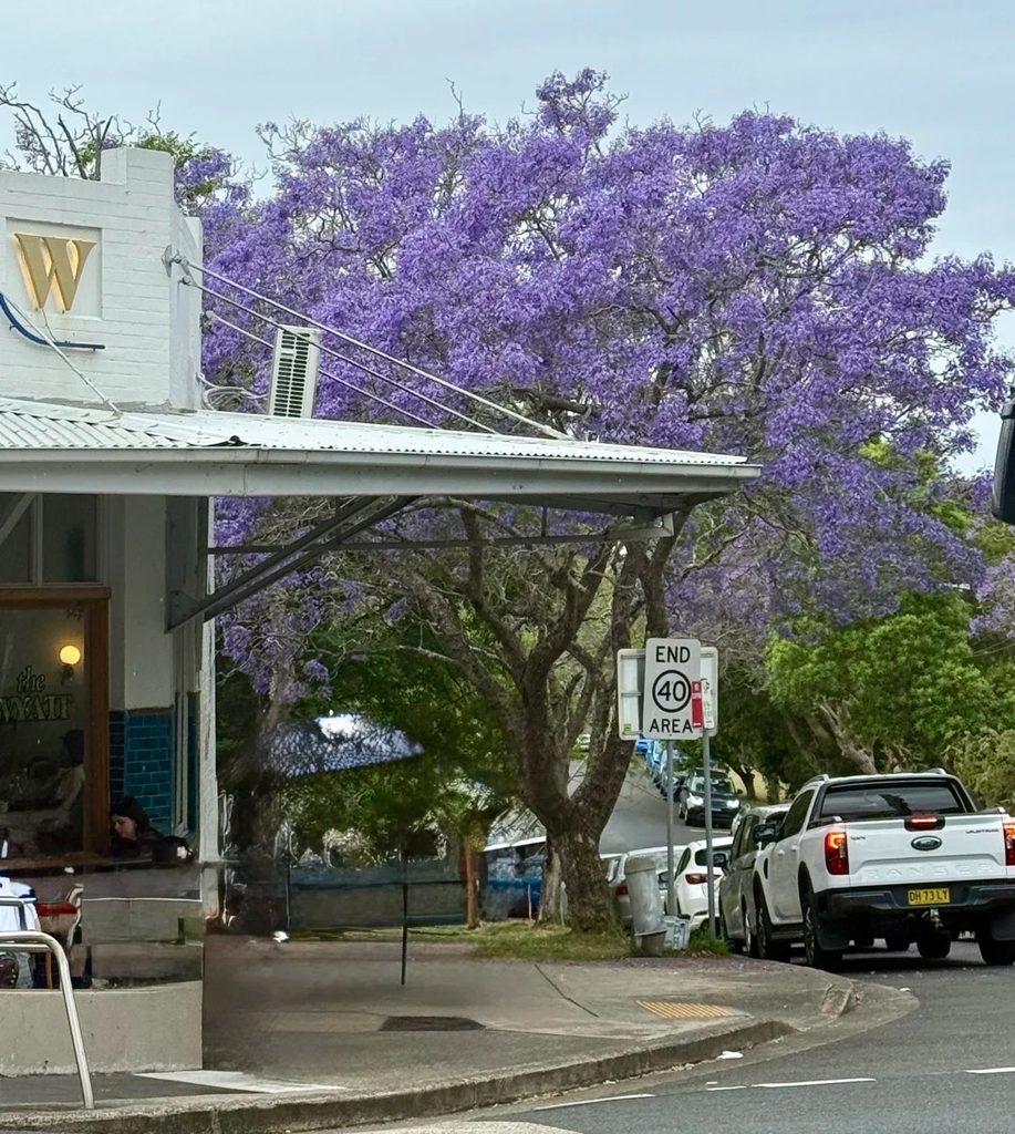 The Wyatt Reviews The jacaranda tree