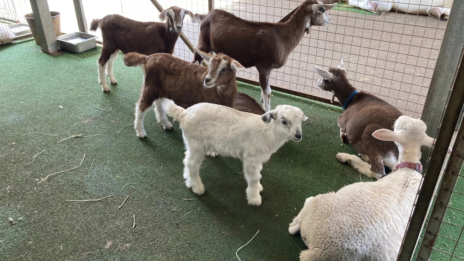 White Ridge Farm Reviews